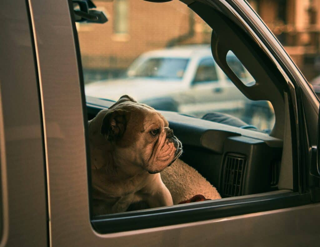 7 Ways to Treat Your Dog's Car Sickness Doggy Check In