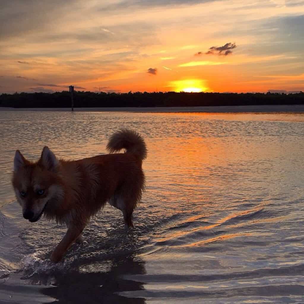 Bonita Beach Dog Park