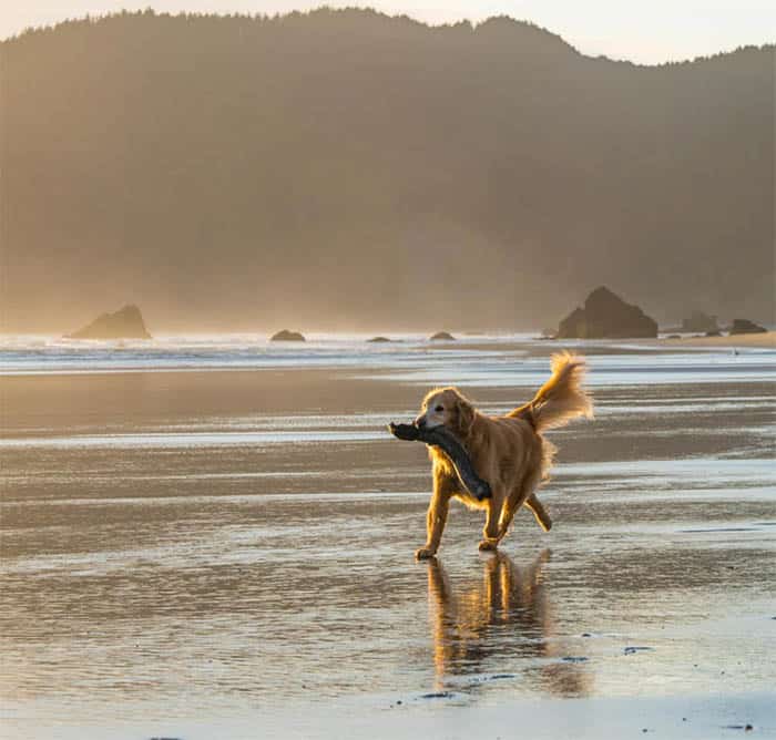 The Best PetFriendly Oregon Coast Airbnb Rentals