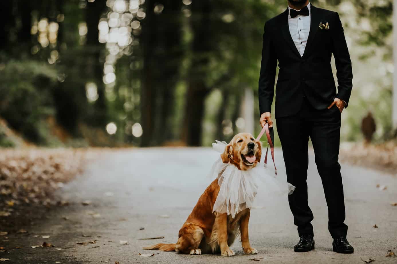 Dog in wedding ceremony